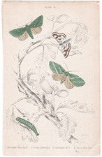 Plate 29
Beautiful China-mark
Green Silver-lines
Caterpillar of "
Scarce Silver-lines 